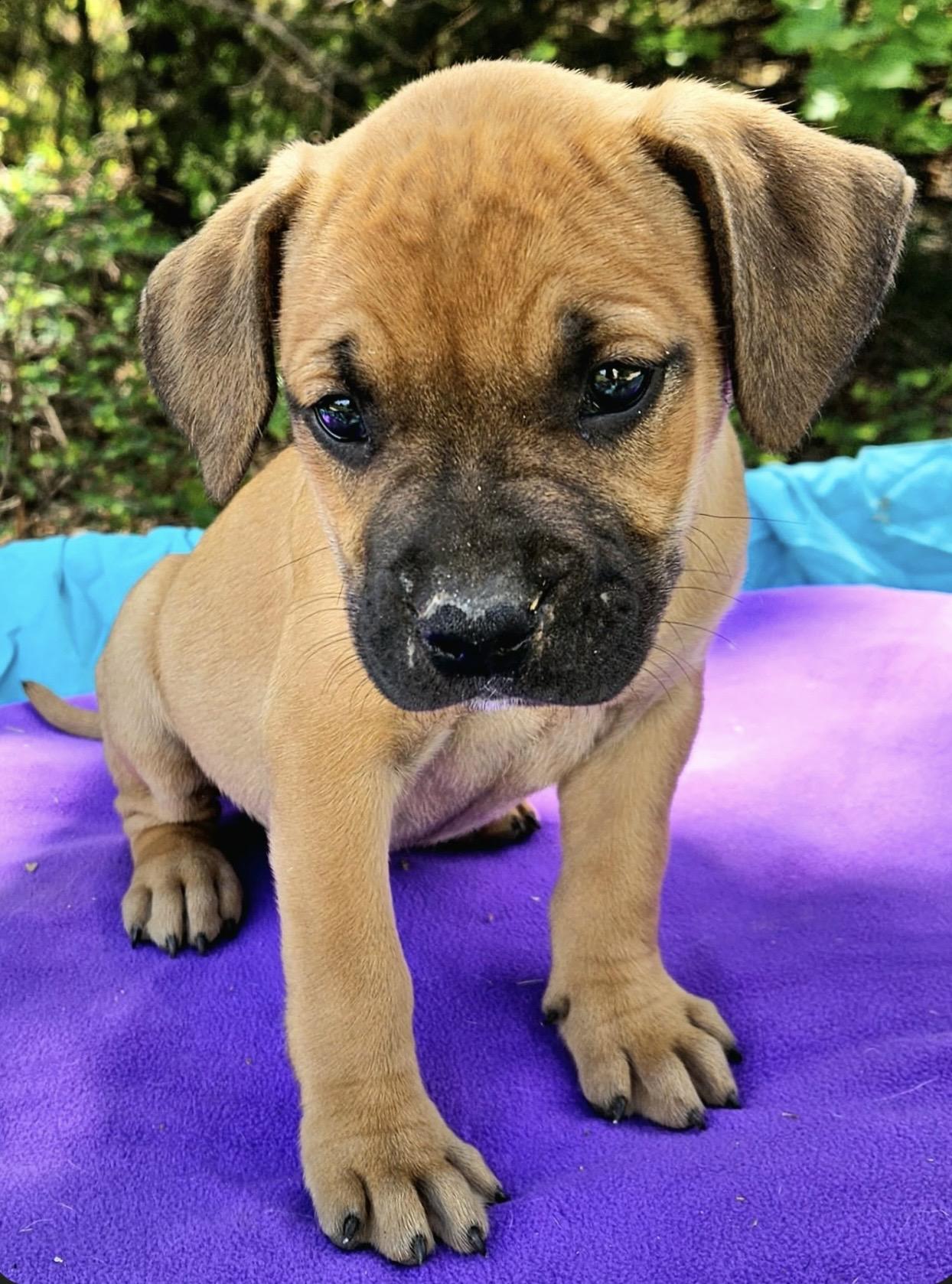 Enlarge Strawberry , a ADOPTABLE mixed breed in Pelham, NH image 4/6