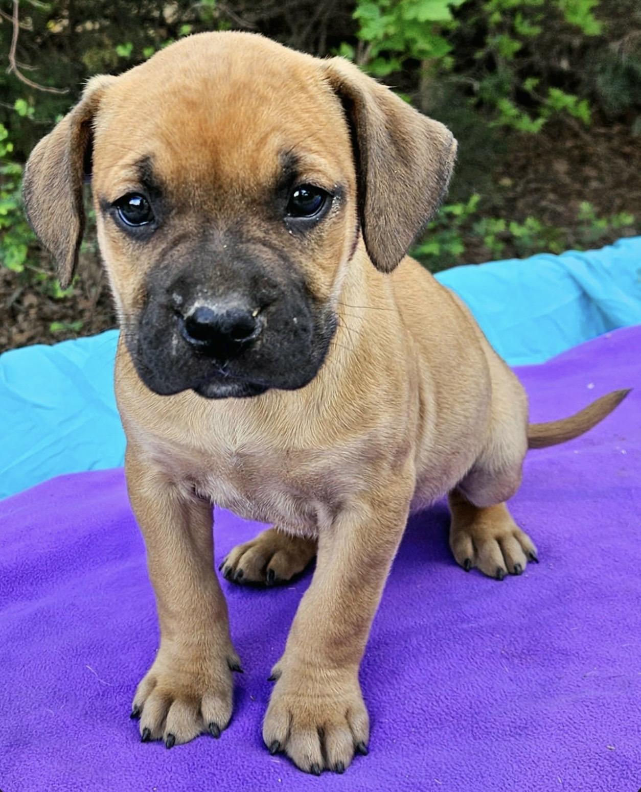 Enlarge Strawberry , a ADOPTABLE mixed breed in Pelham, NH image 6/6