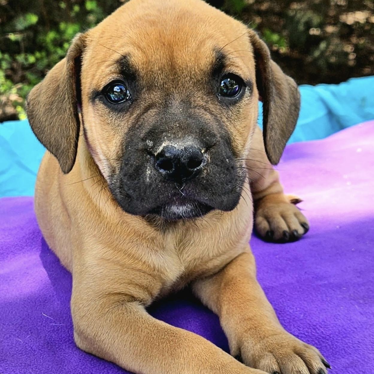 Enlarge Strawberry , a ADOPTABLE mixed breed in Pelham, NH image 1/6