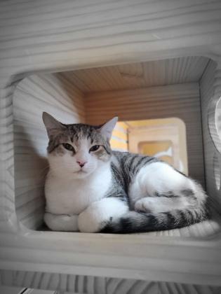 Dash IN FOSTER, Adoptable, Kitten Male Domestic Short Hair & Domestic Short Hair.