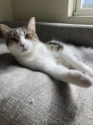 Dash IN FOSTER, Adoptable, Kitten Male Domestic Short Hair & Domestic Short Hair.