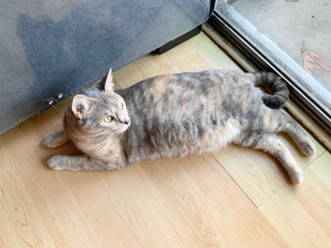 Cleo Mia, a Adoptable Dilute Tortoiseshell in Tustin, CA image 1/12