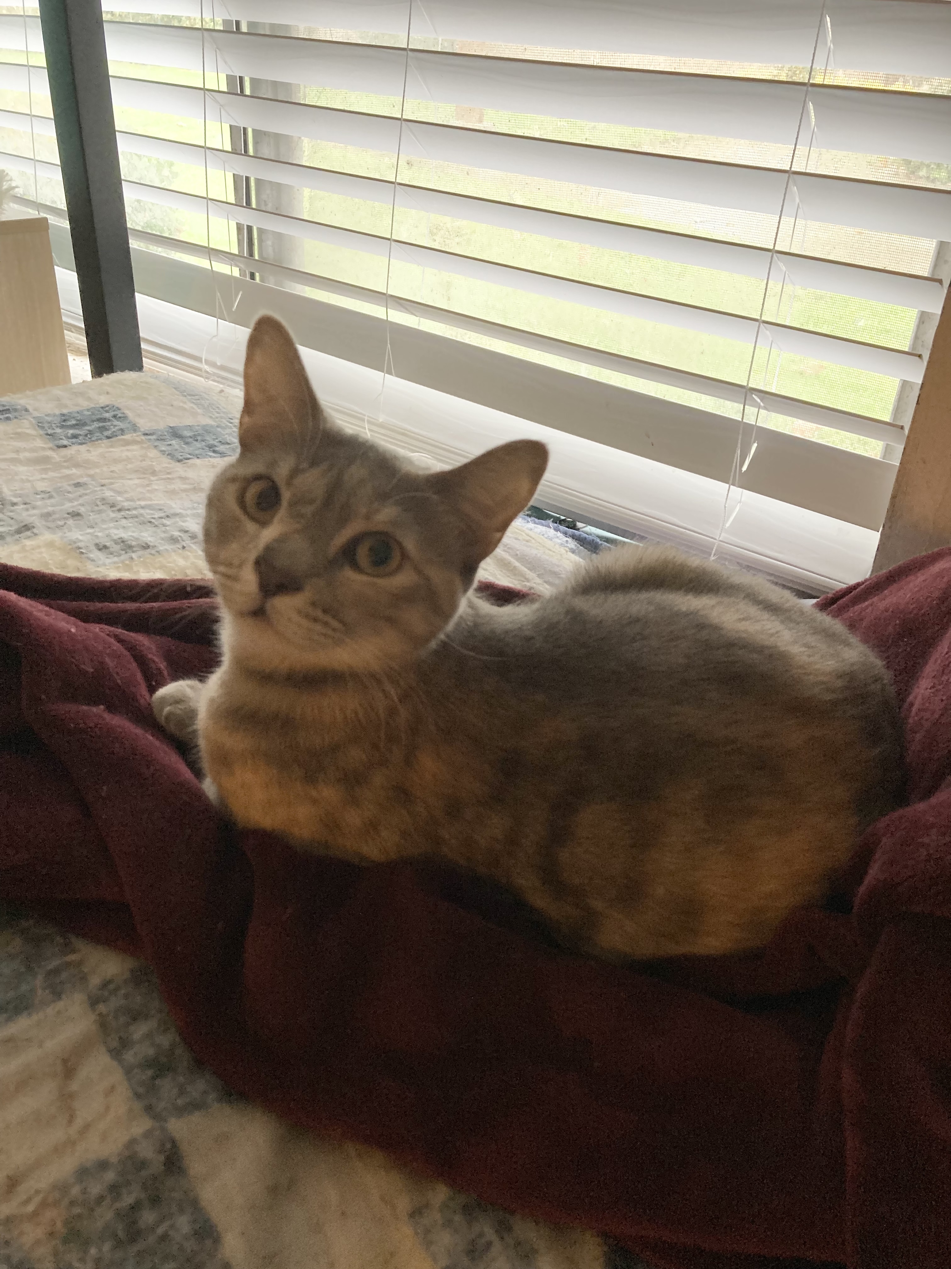 Cleo Mia, a Adoptable Dilute Tortoiseshell in Tustin, CA image 2/12