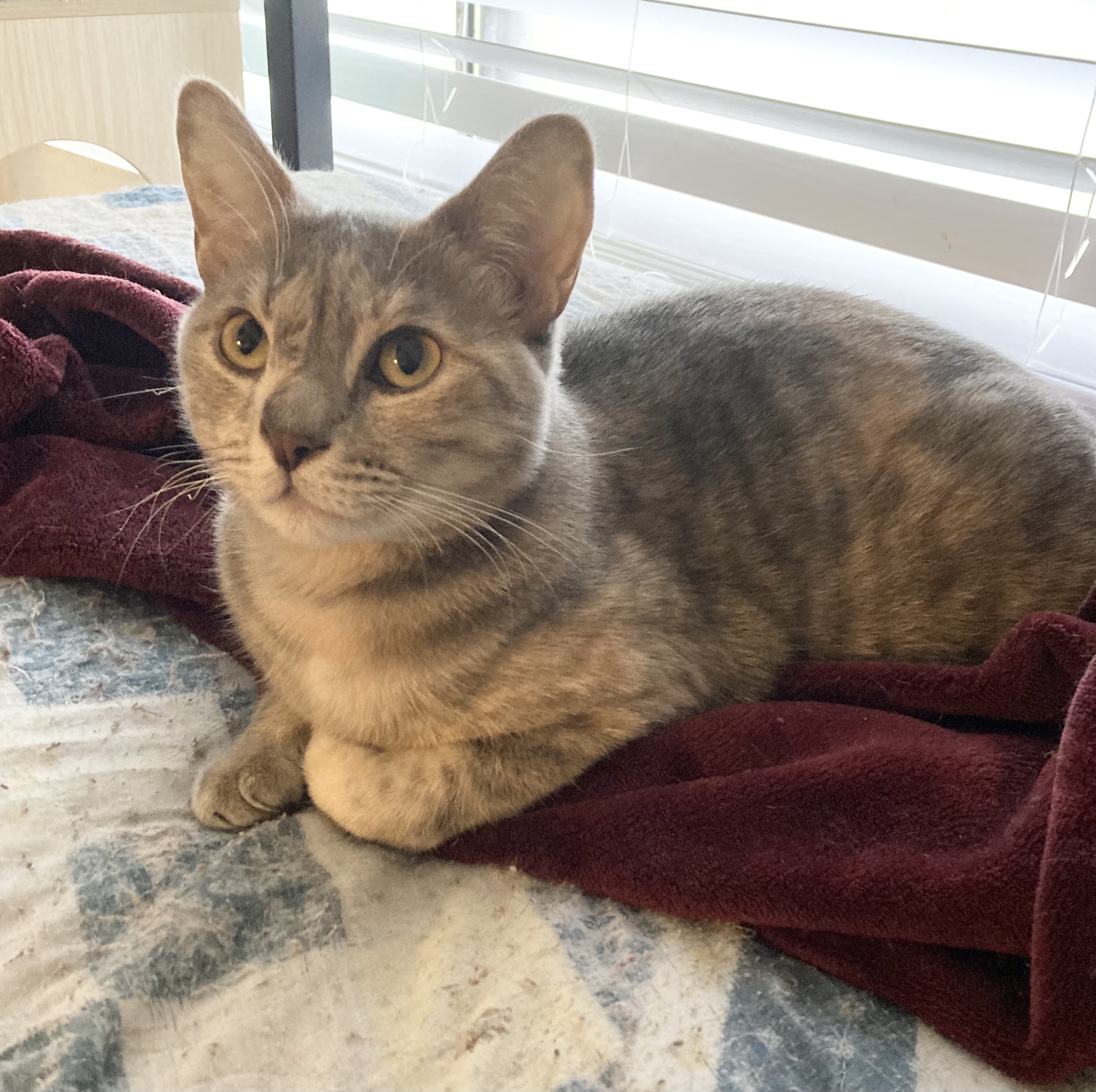 Cleo Mia, a Adoptable Dilute Tortoiseshell in Tustin, CA image 3/12