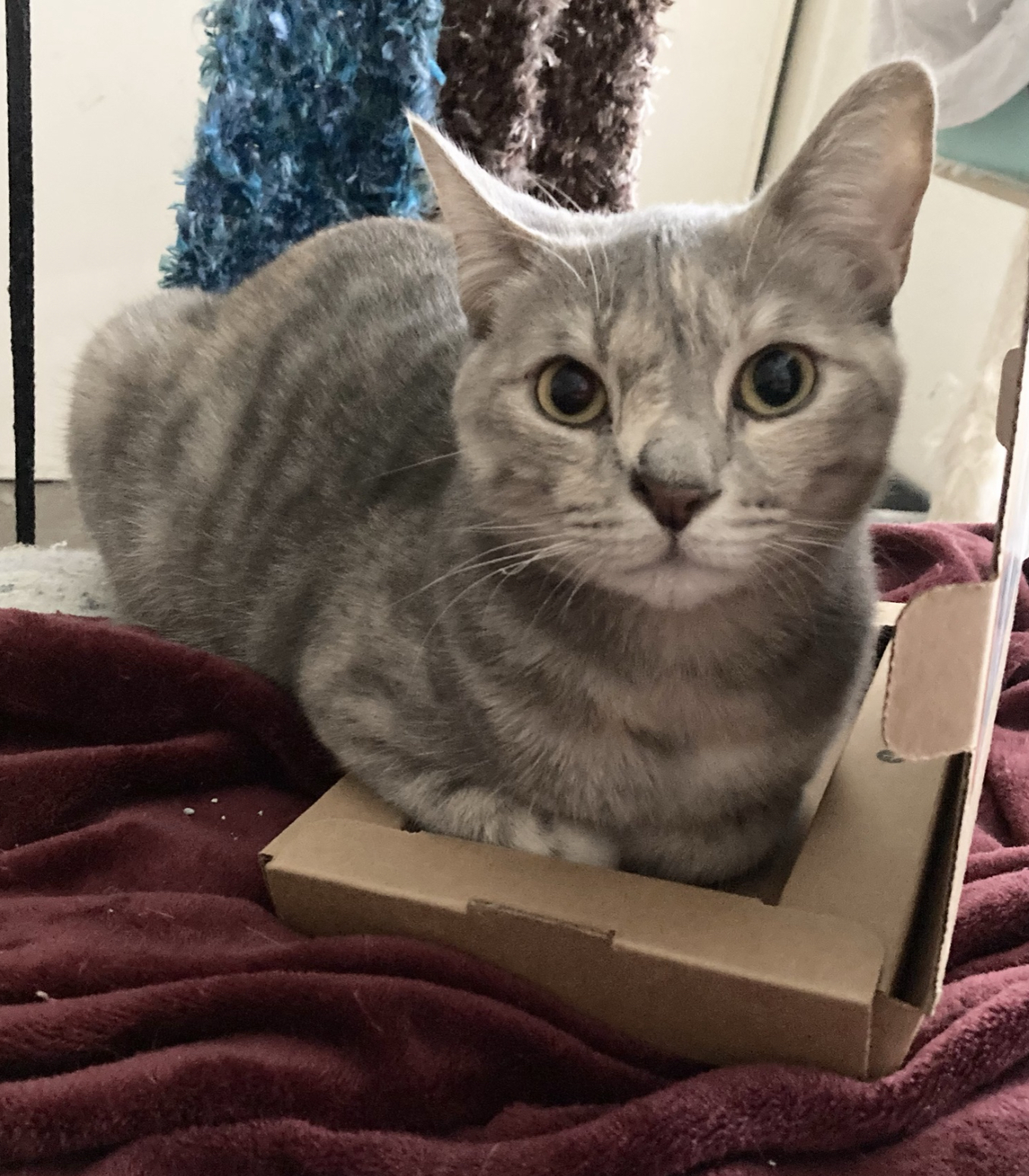 Cleo Mia, a Adoptable Dilute Tortoiseshell in Tustin, CA image 4/12