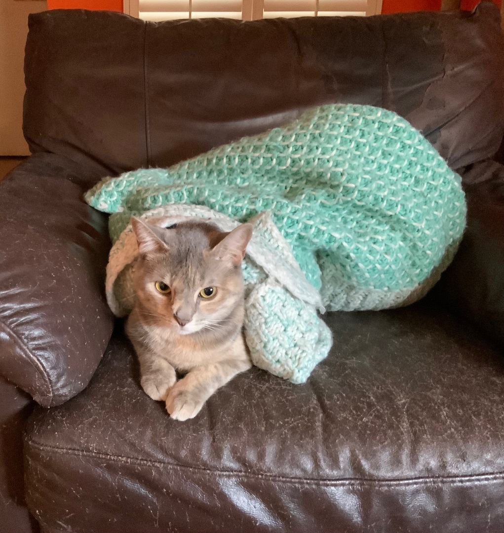 Cleo Mia, a Adoptable Dilute Tortoiseshell in Tustin, CA image 5/12