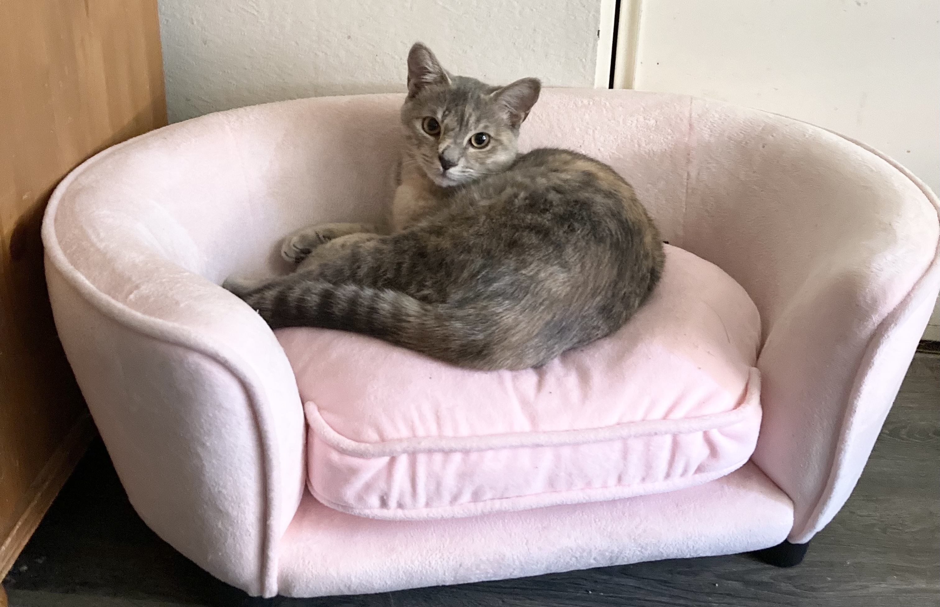 Cleo Mia, a Adoptable Dilute Tortoiseshell in Tustin, CA image 6/12
