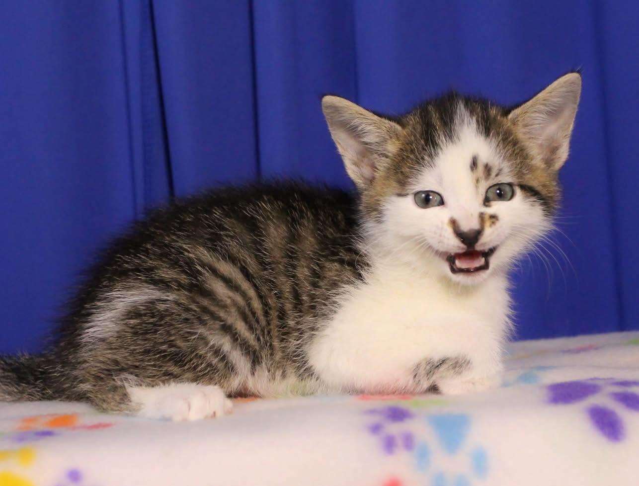 Chip, Adoptable, Kitten Male Domestic Short Hair.