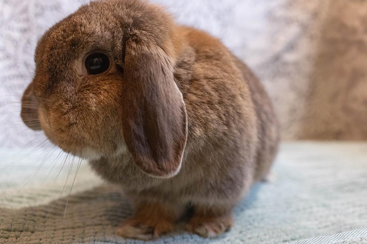 GusGus (bonded to her daugter Buckwheat), a Adoptable Mini Lop in Carnation, WA image 2/2