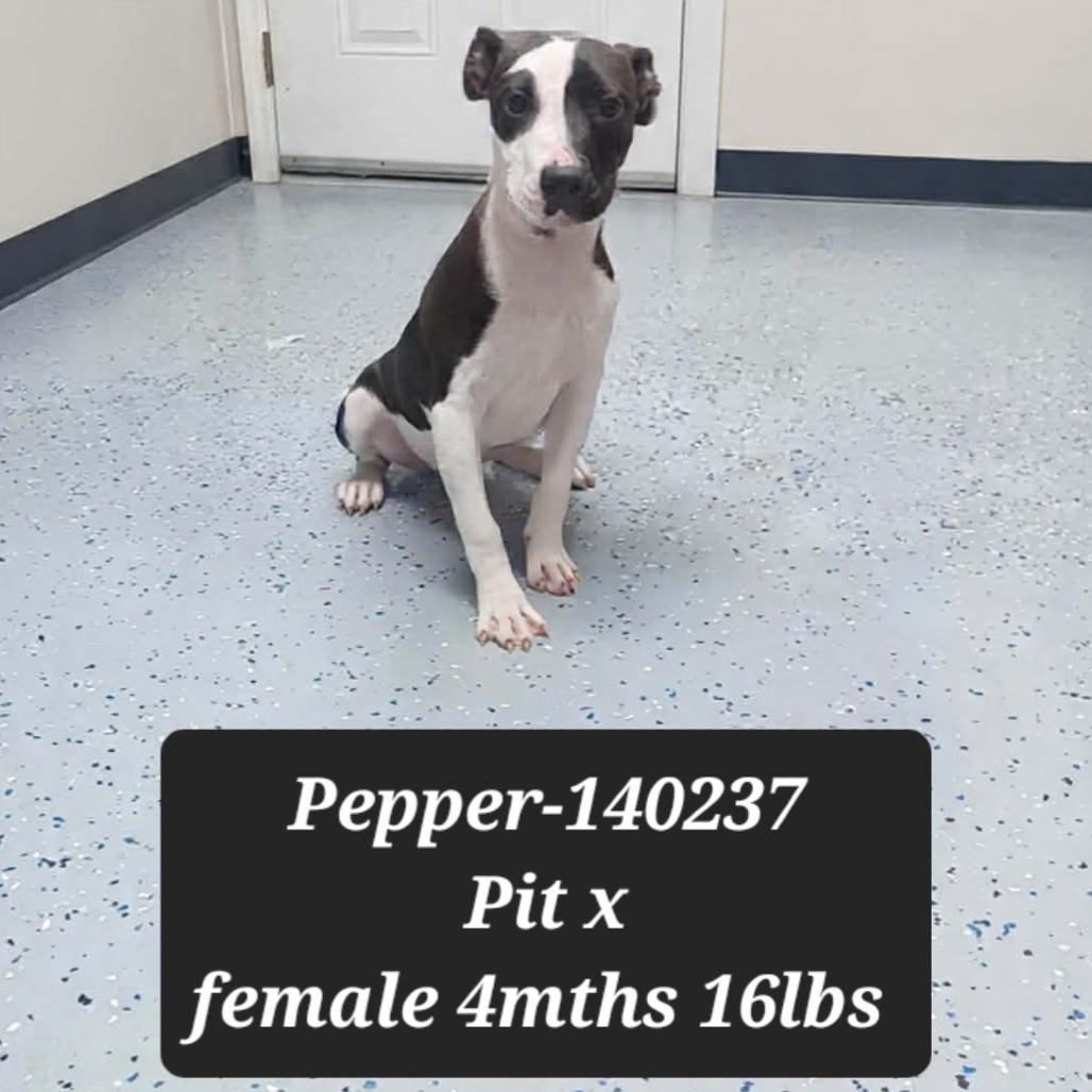 Pepper, Adoptable, Puppy Female Pit Bull Terrier & Mixed Breed.