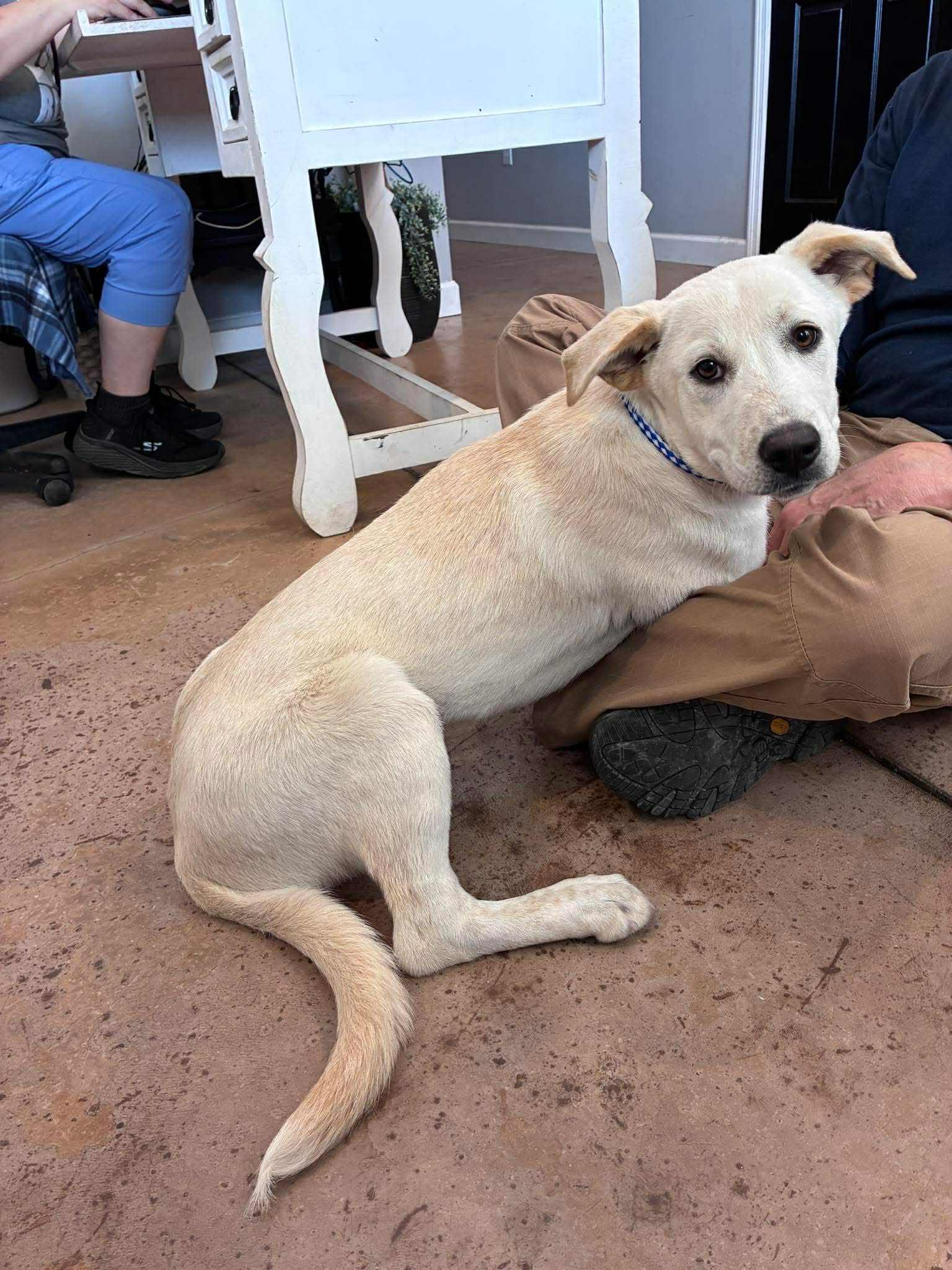 Jill, ADOPTABLE, Puppy Female Yellow Labrador Retriever.