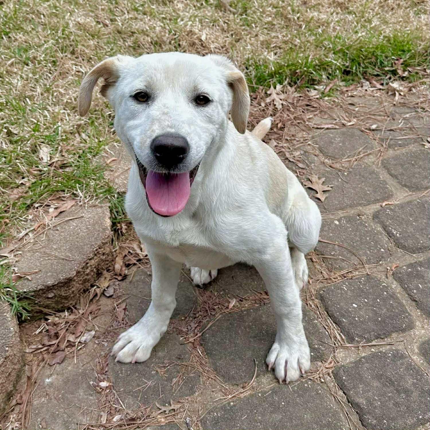 Enlarge Jill, a ADOPTABLE mixed breed in Berwick, ME image 3/3