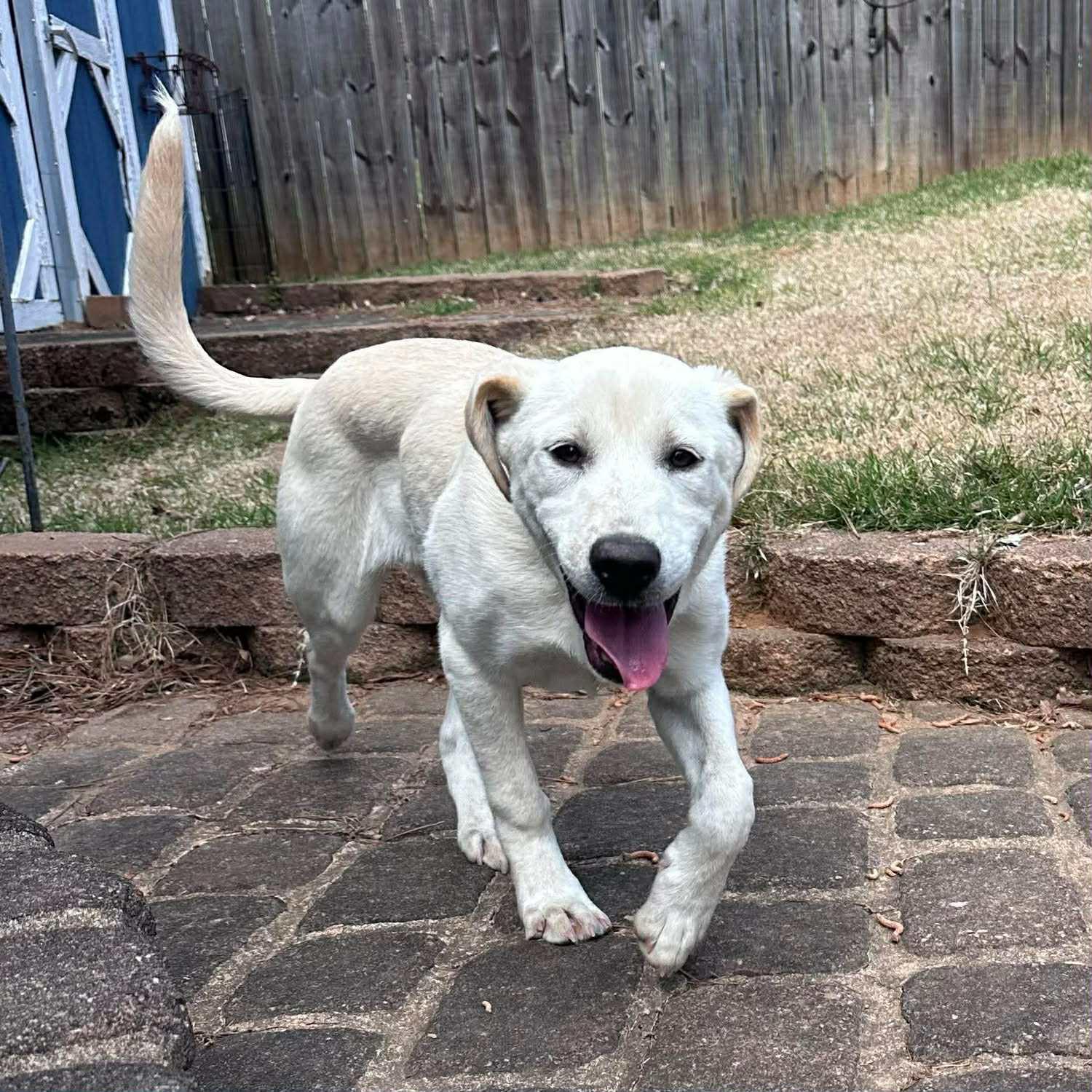 Enlarge Jill, a ADOPTABLE mixed breed in Berwick, ME image 2/3