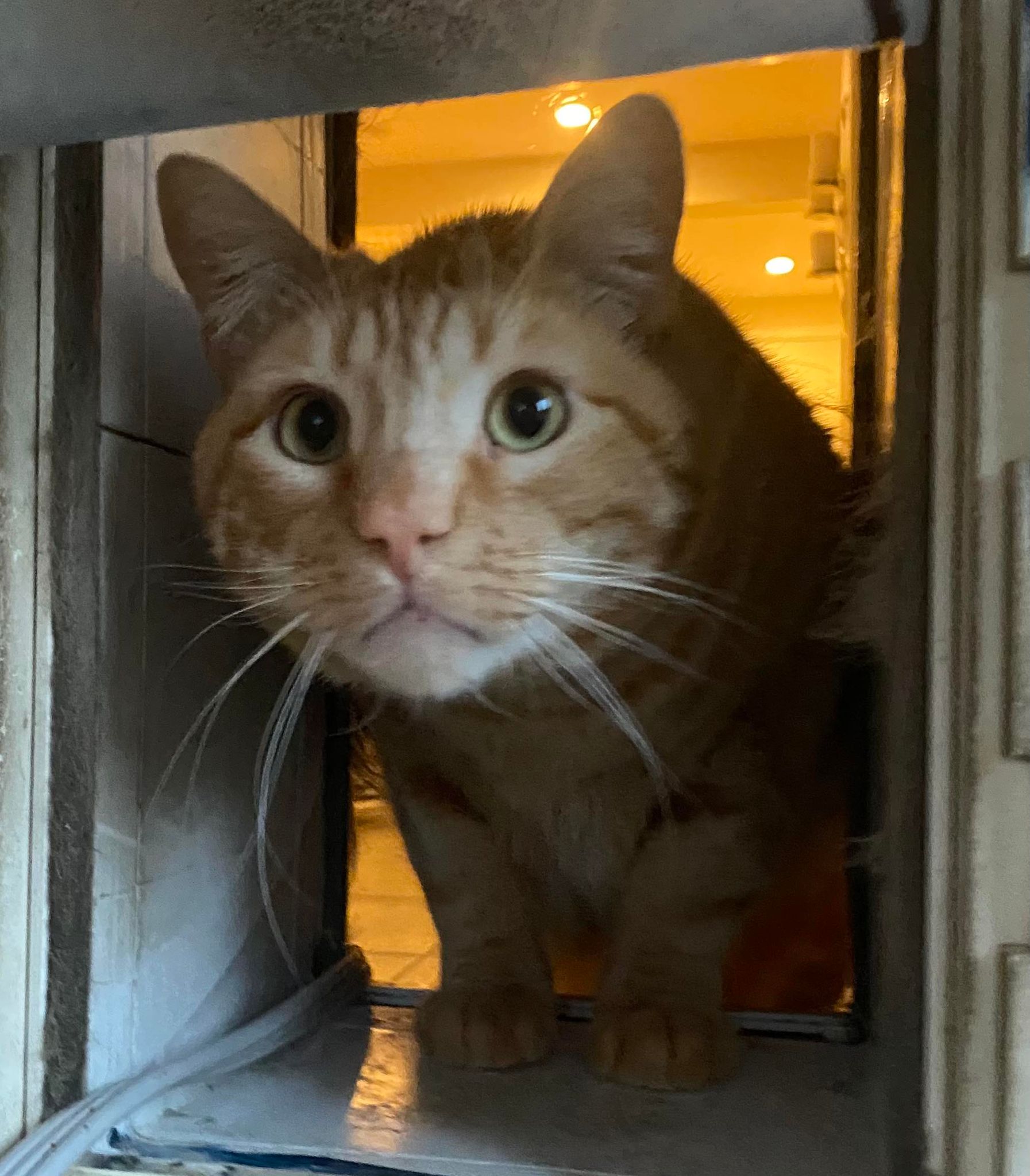 Enlarge STEWART, a Adoptable mixed breed in Beaumont, CA image 2/6