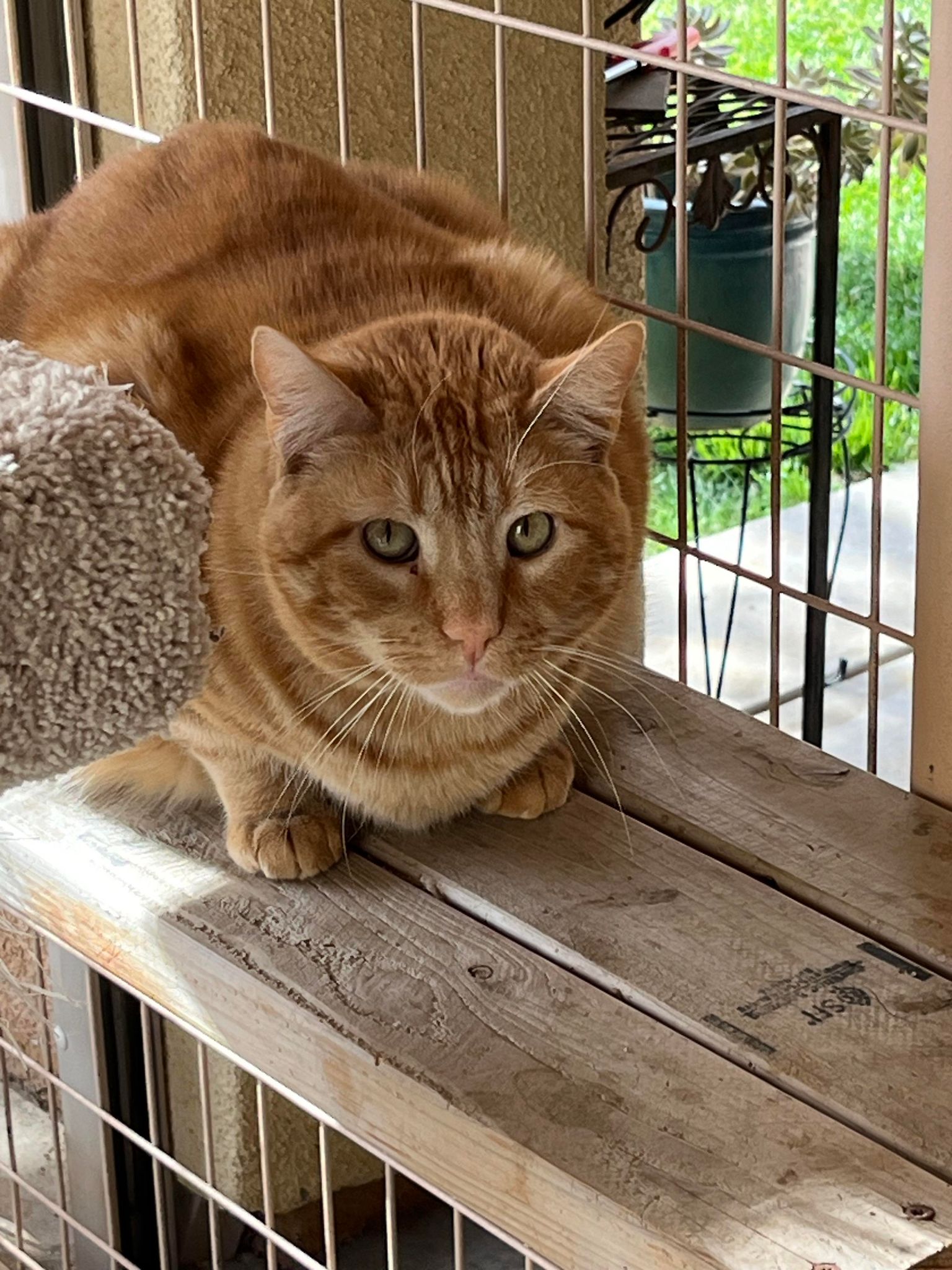 Enlarge STEWART, a Adoptable mixed breed in Beaumont, CA image 3/6