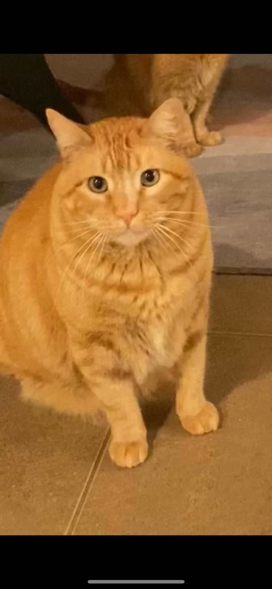 Enlarge STEWART, a Adoptable mixed breed in Beaumont, CA image 4/6