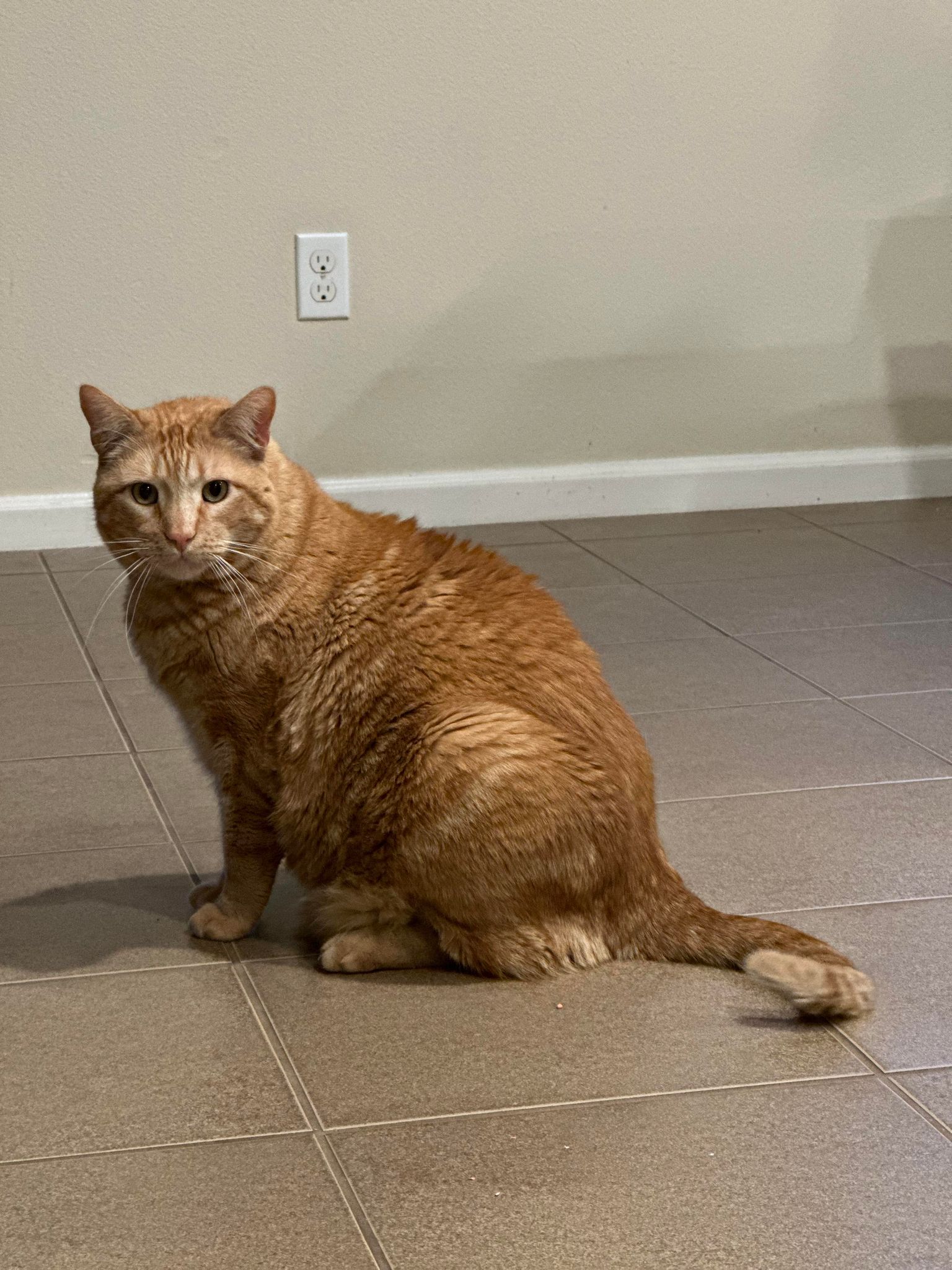 Enlarge STEWART, a Adoptable mixed breed in Beaumont, CA image 5/6