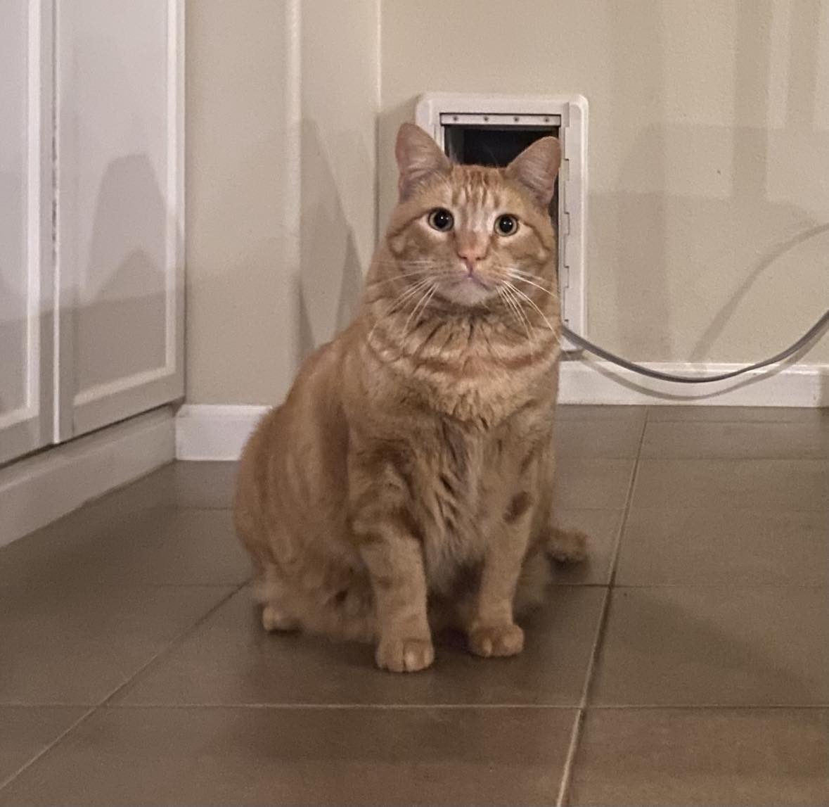 Enlarge STEWART, a Adoptable mixed breed in Beaumont, CA image 6/6