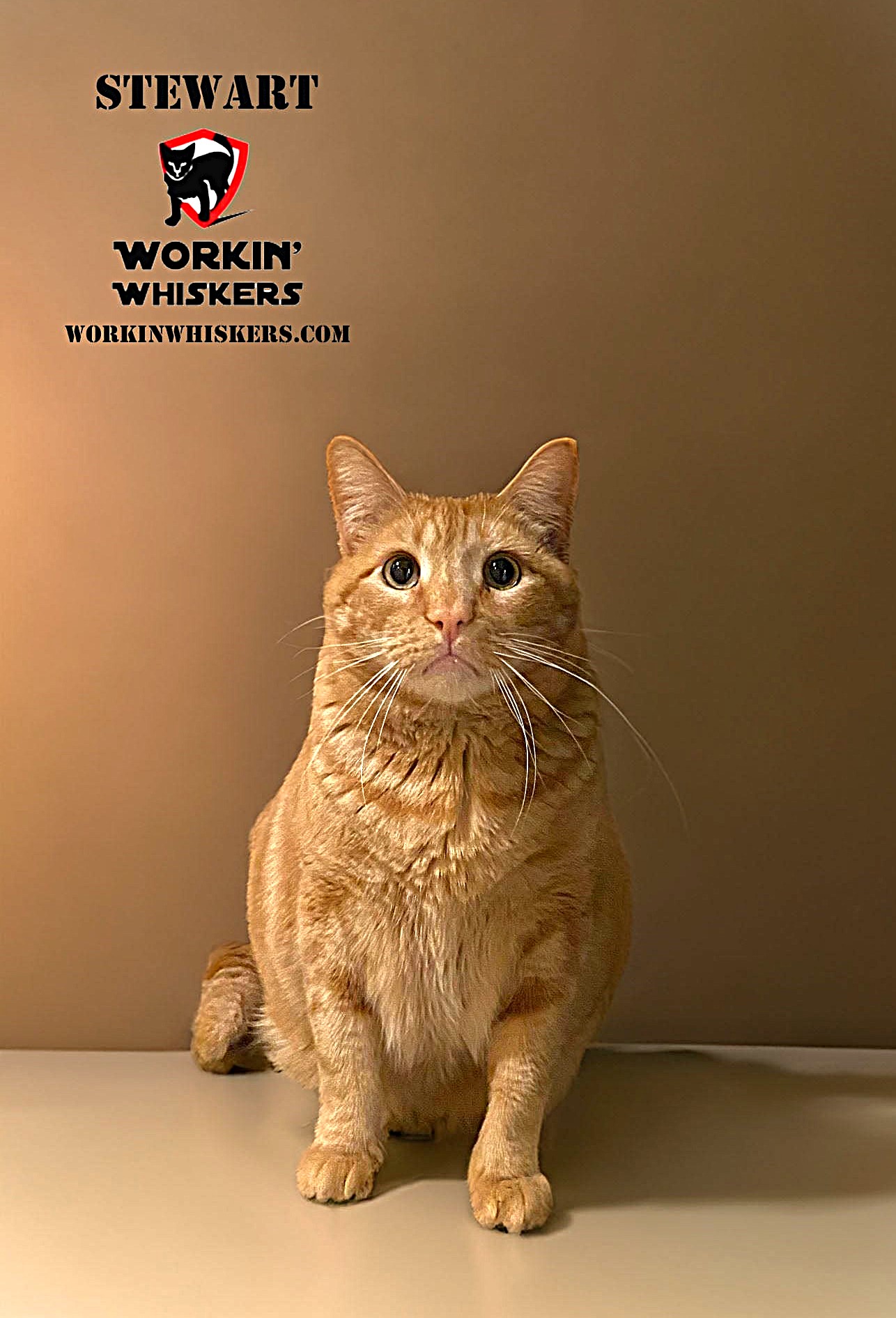 Enlarge STEWART, a Adoptable mixed breed in Beaumont, CA image 1/6