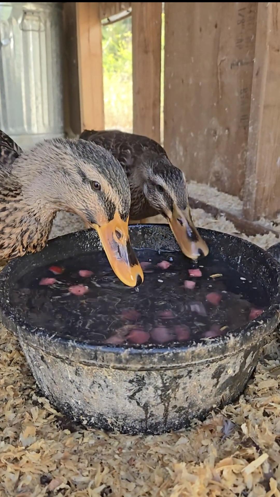 Enlarge Ducks, a Adoptable Duck in Jacksonville, OR image 2/5