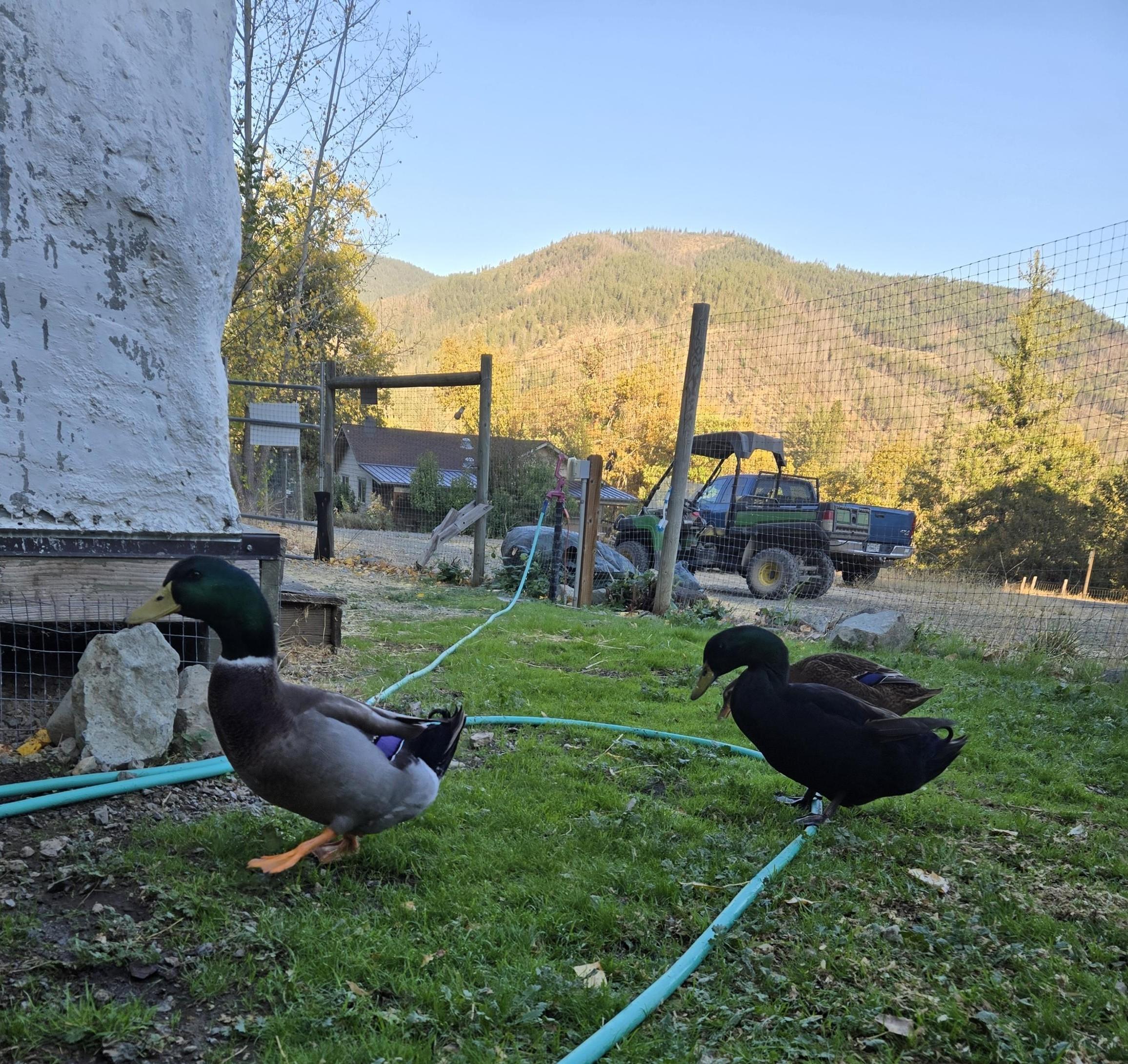 Enlarge Ducks, a Adoptable Duck in Jacksonville, OR image 5/5