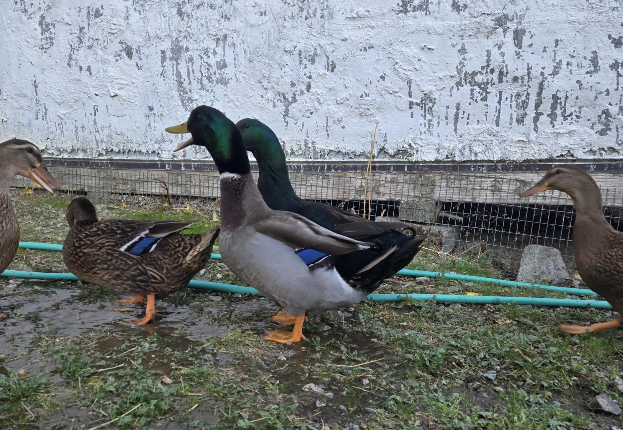 Enlarge Ducks, a Adoptable Duck in Jacksonville, OR image 4/5