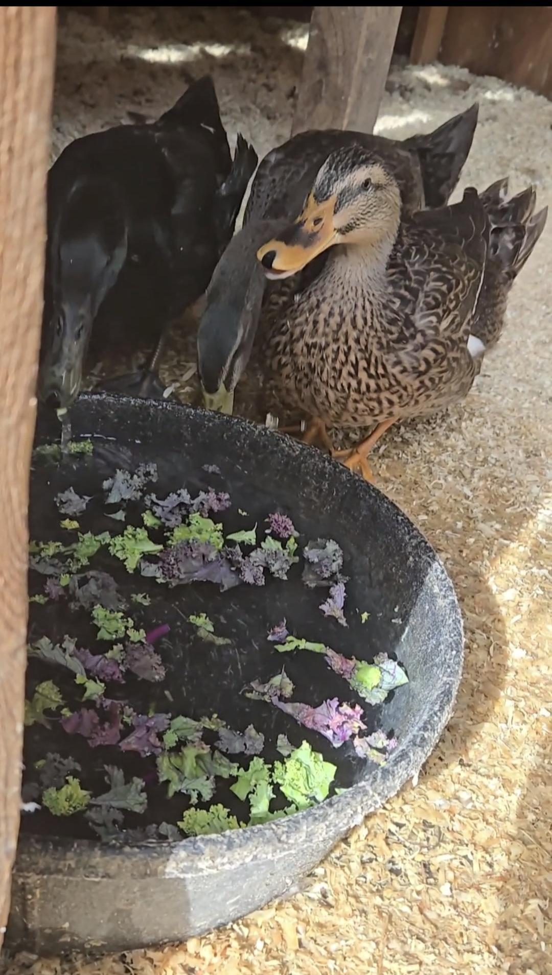 Enlarge Ducks, a Adoptable Duck in Jacksonville, OR image 3/5