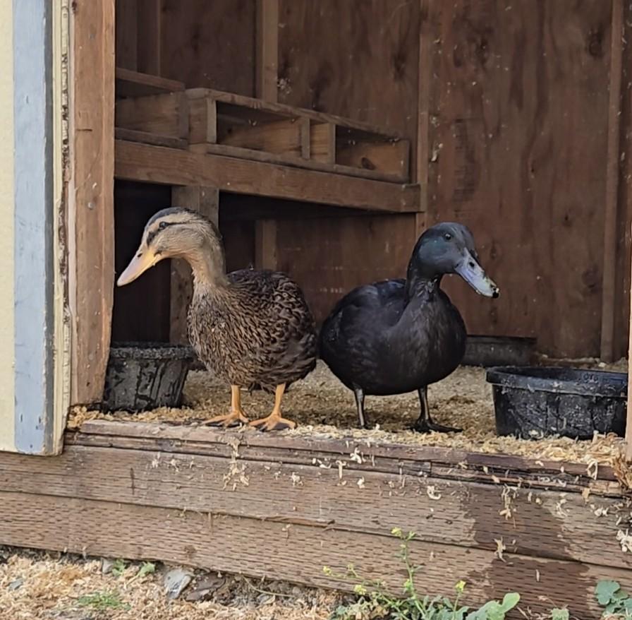 Ducks, Adoptable, Young Female Duck.