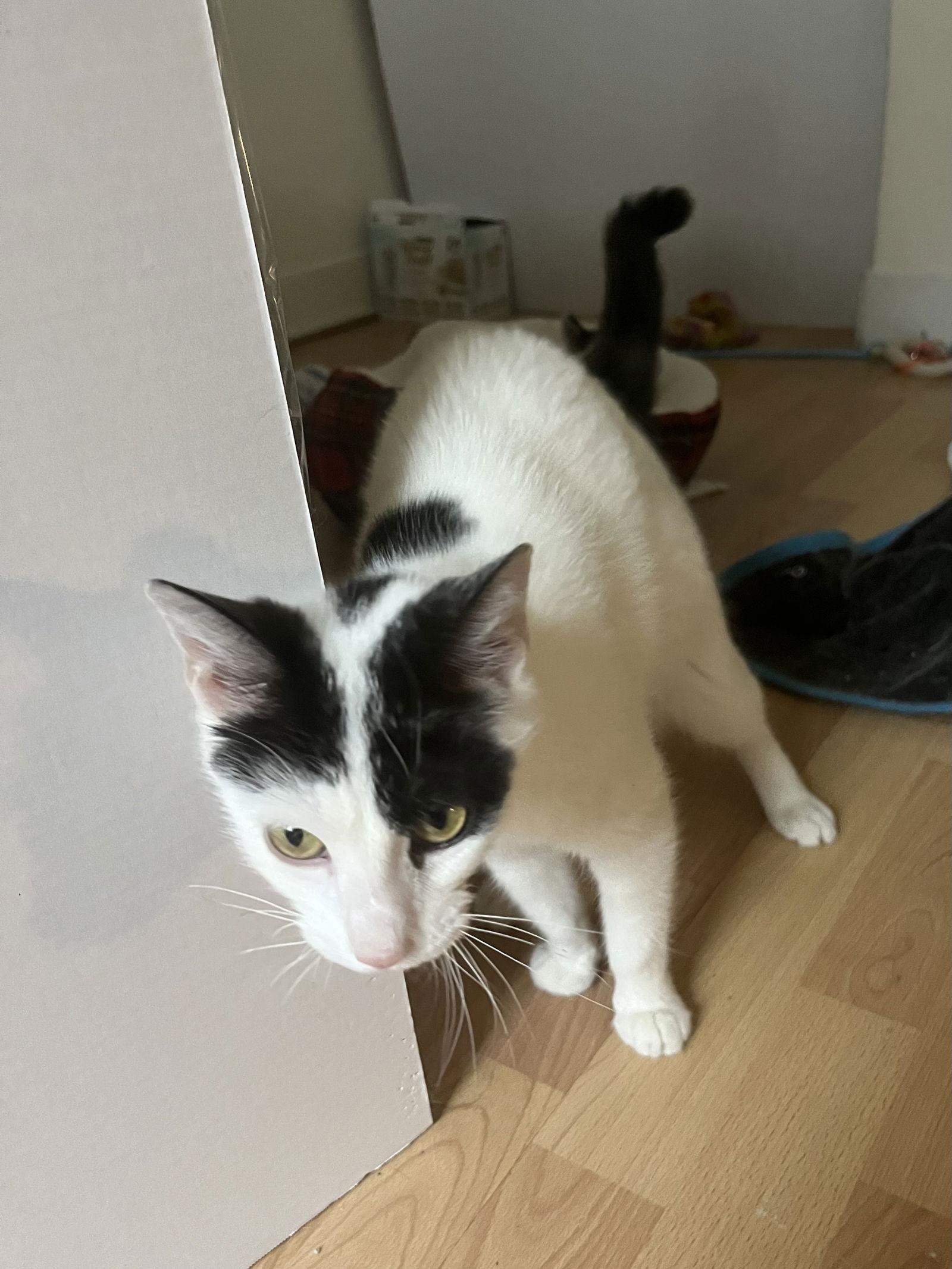 Valentine, Adoptable, Young Female Domestic Short Hair.