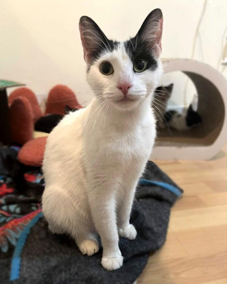 Valentine, a Adoptable Domestic Short Hair in Philadelphia, PA image 2/3