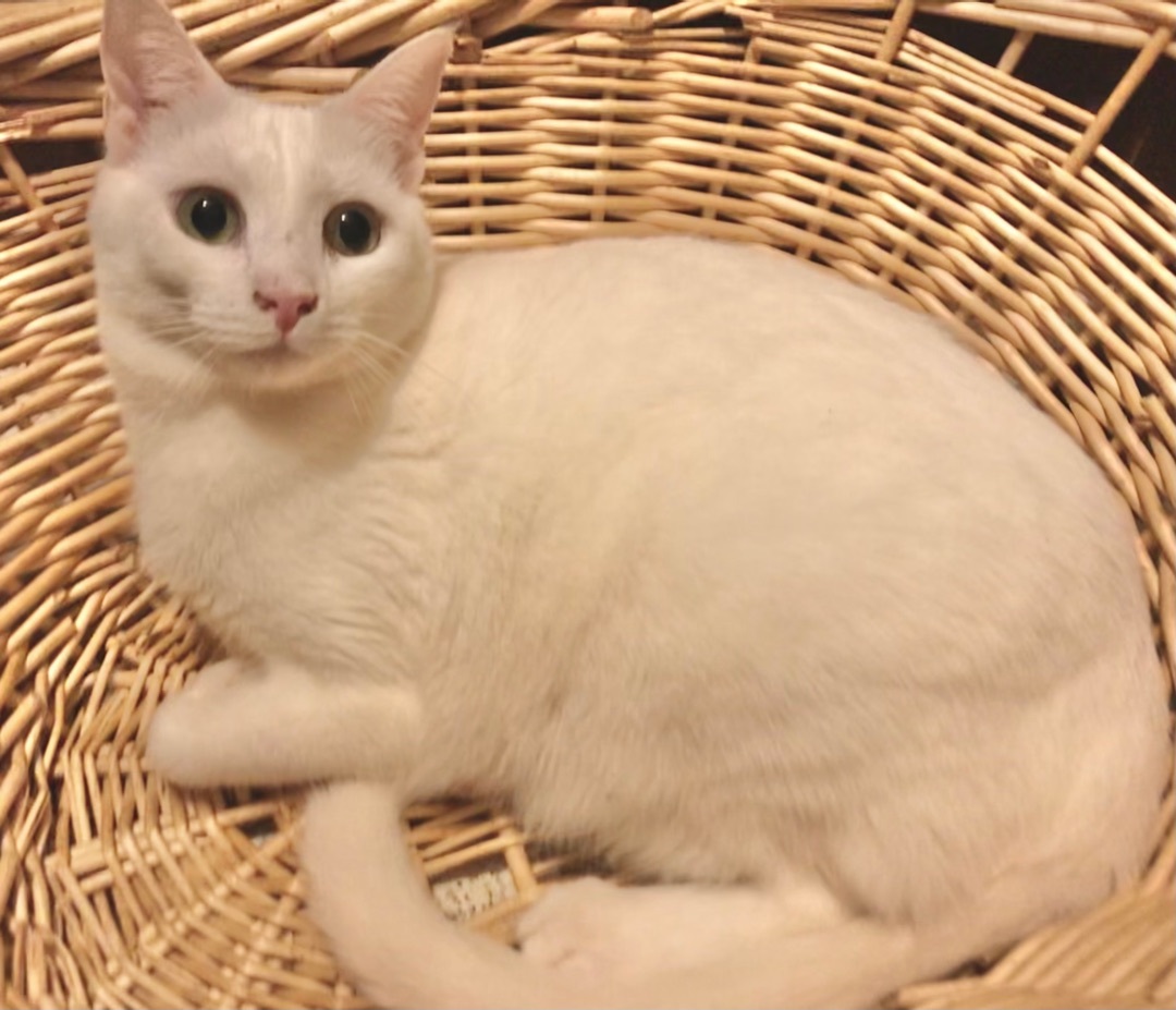 Lightning, Adoptable, Adult Female American Shorthair & Turkish Angora.
