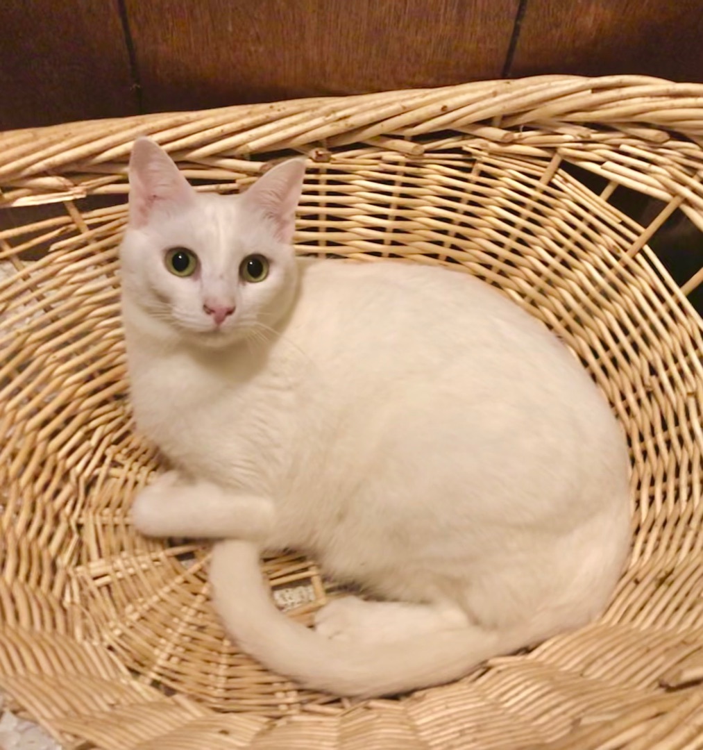 Lightning, Adoptable, Adult Female American Shorthair & Turkish Angora.