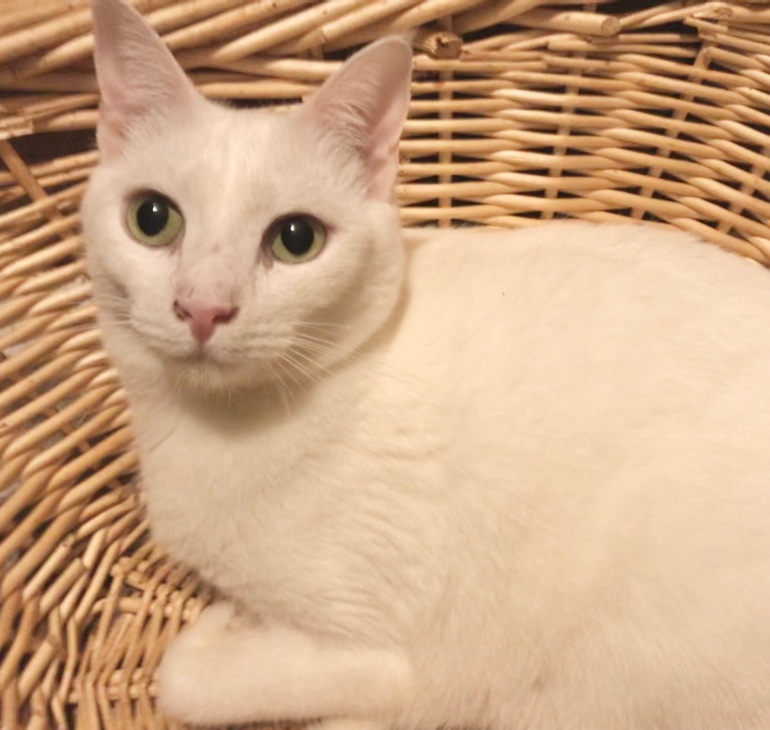 Enlarge Lightning, a Adoptable mixed breed in Vallejo, CA image 3/10