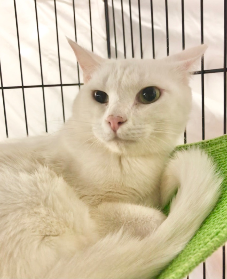 Enlarge Lightning, a Adoptable mixed breed in Vallejo, CA image 4/10