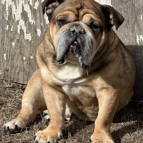 Dozer, a Adoptable English Bulldog in Chicago, IL image 2/6