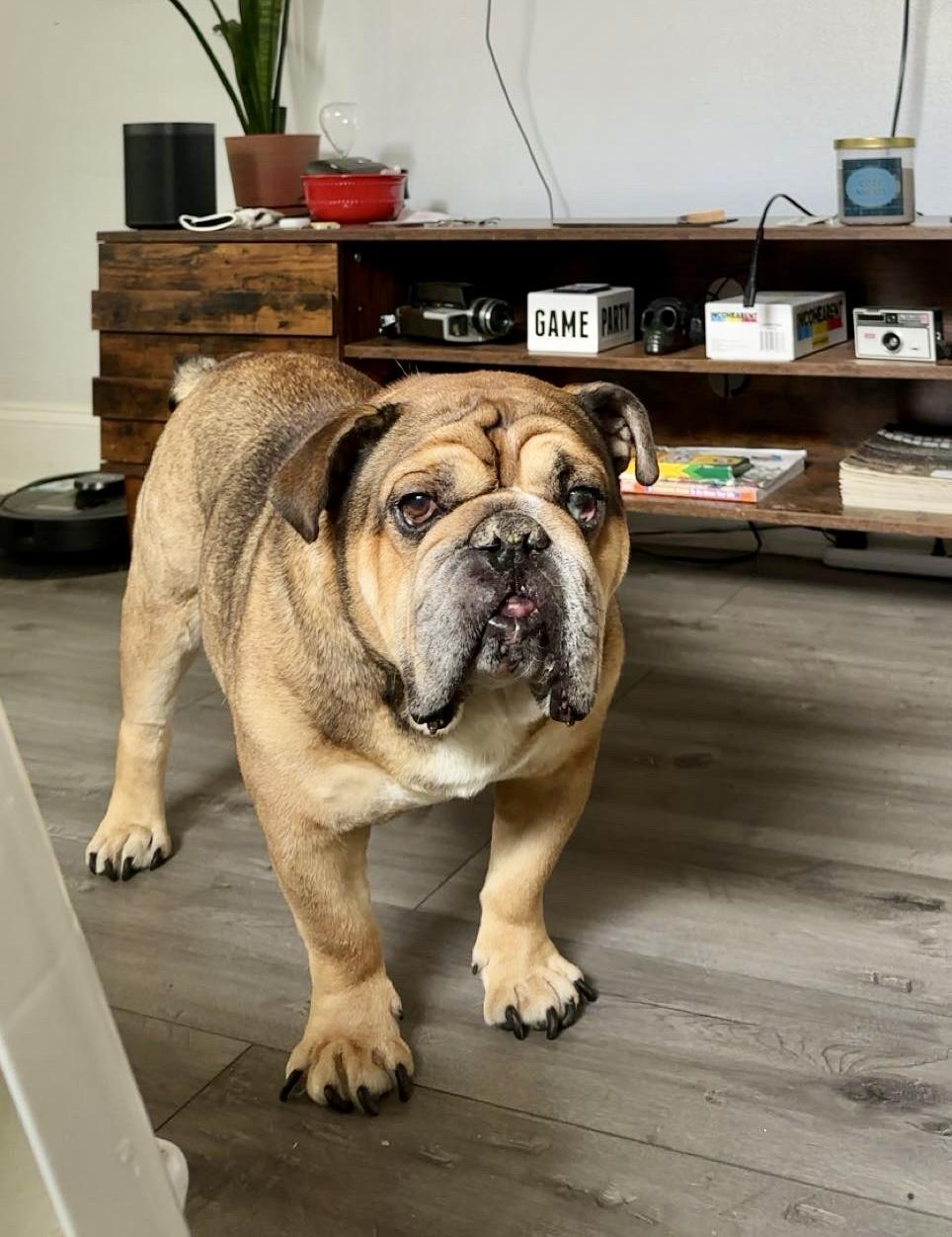 Dozer, a Adoptable English Bulldog in Chicago, IL image 3/6