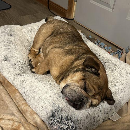 Dozer, a Adoptable English Bulldog in Chicago, IL image 4/6