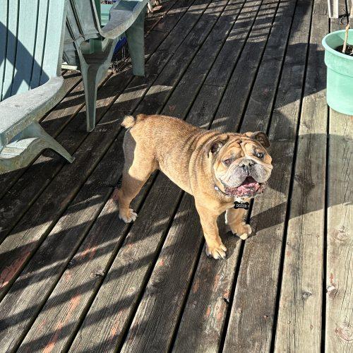 Dozer, a Adoptable English Bulldog in Chicago, IL image 5/6