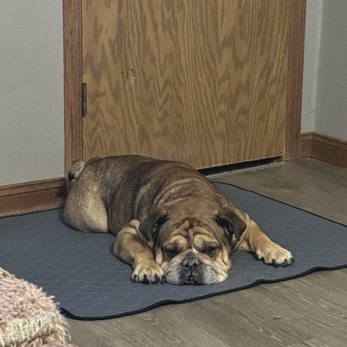 Dozer, a Adoptable English Bulldog in Chicago, IL image 6/6