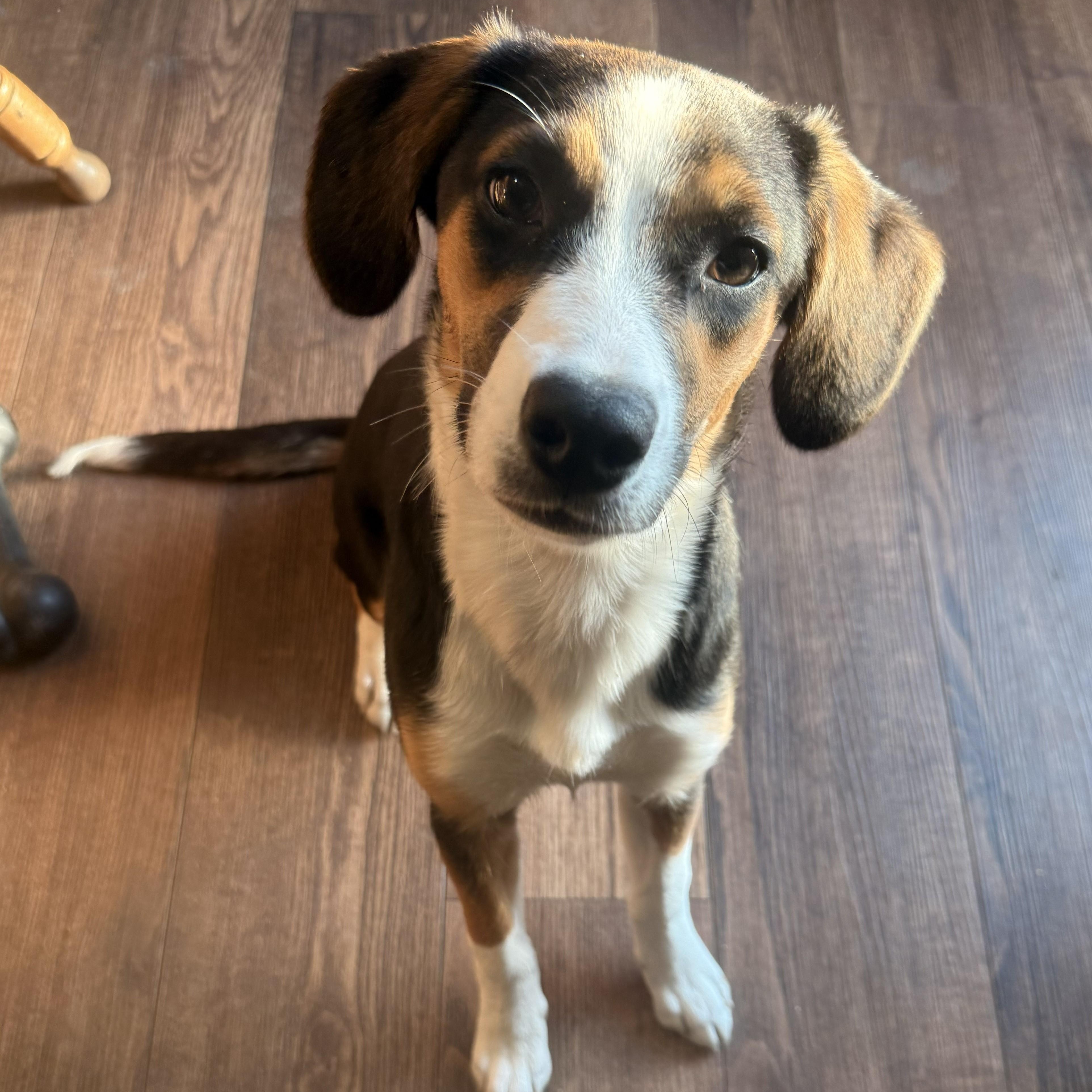 Enlarge Annie, a ADOPTABLE mixed breed in Dickinson, ND image 2/3