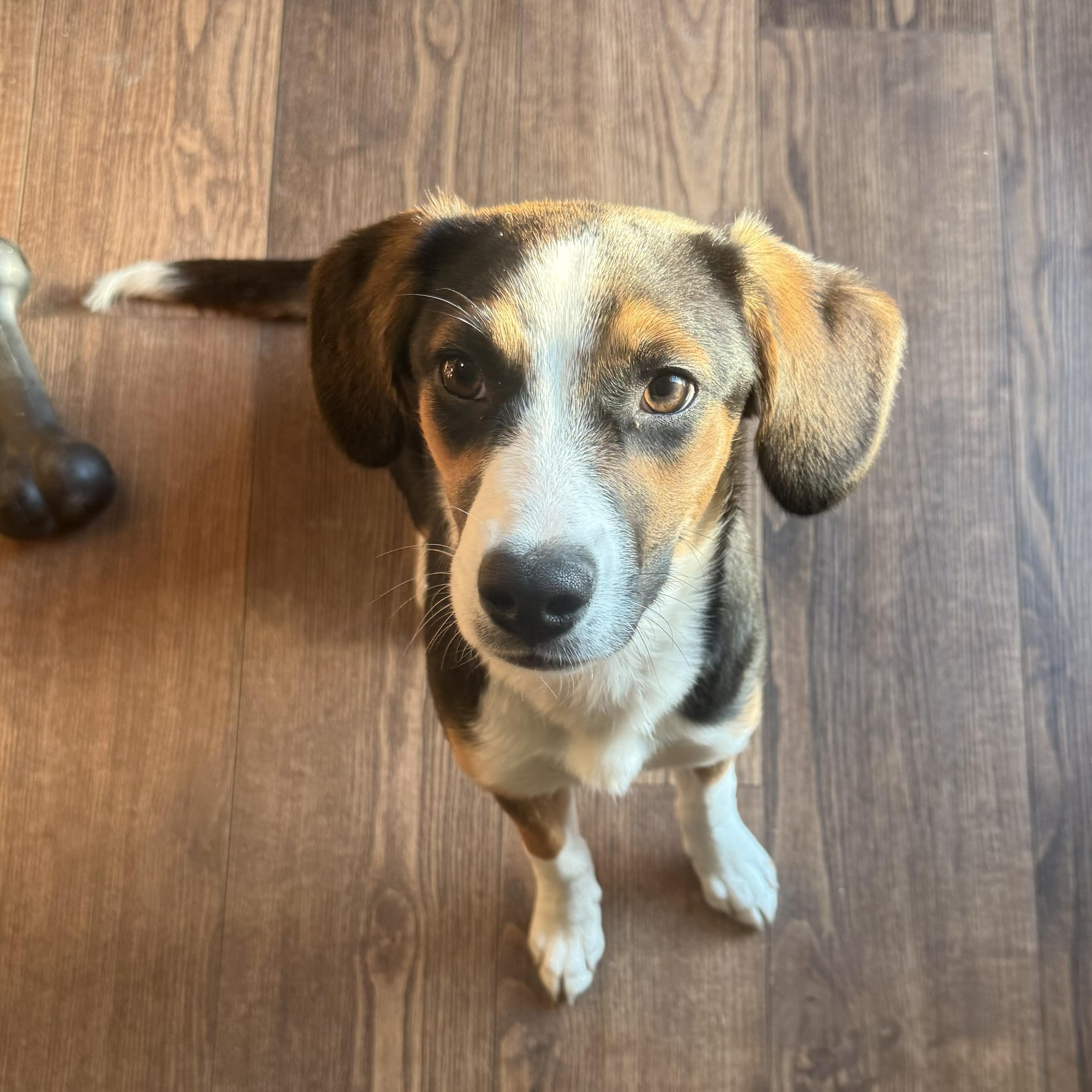 Annie, ADOPTABLE, Puppy Female Beagle & Australian Shepherd.