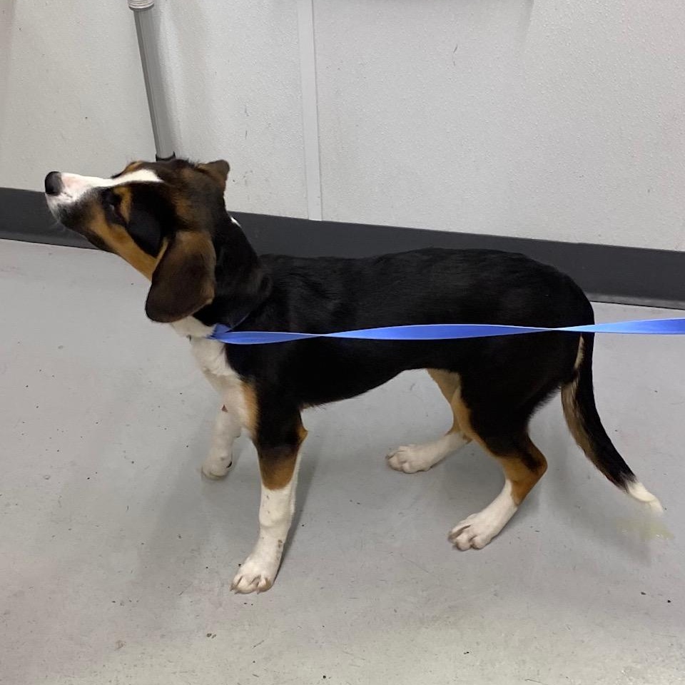 Enlarge Annie, a ADOPTABLE mixed breed in Dickinson, ND image 3/3