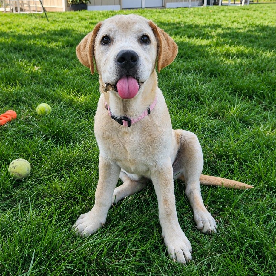 Enlarge Dolly, a Adoptable mixed breed in Boston, MA image 1/6