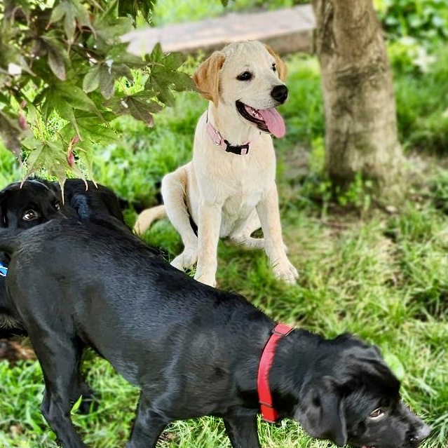 Enlarge Dolly, a Adoptable mixed breed in Boston, MA image 5/6