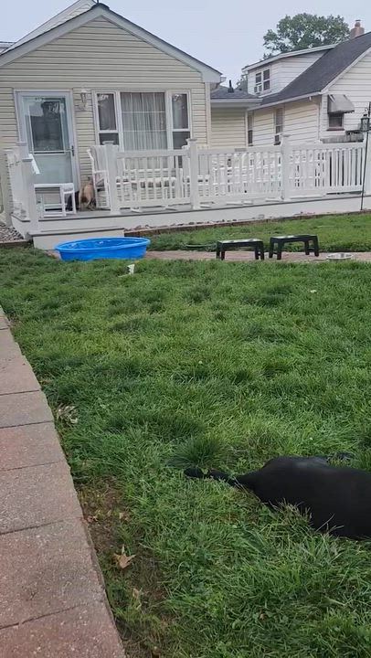 Enlarge Dolly, a Adoptable mixed breed in Boston, MA video 3/6