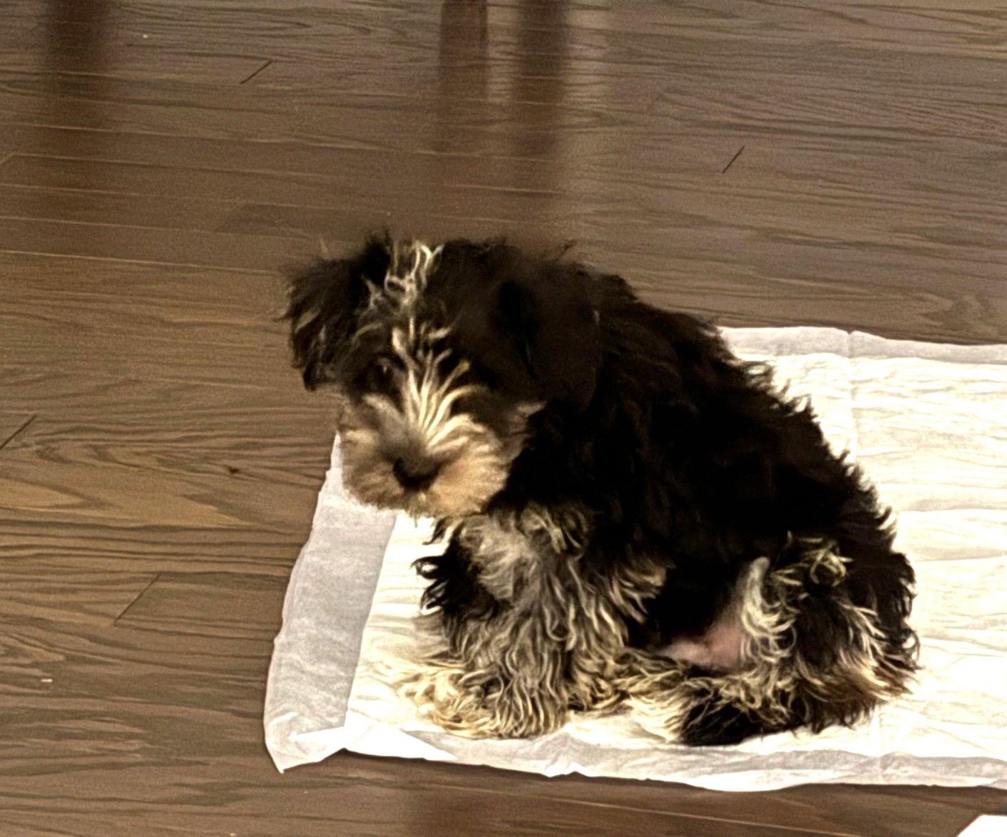 Enlarge Bosco, a Adopted Schnauzer in Wheaton, IL image 1/1