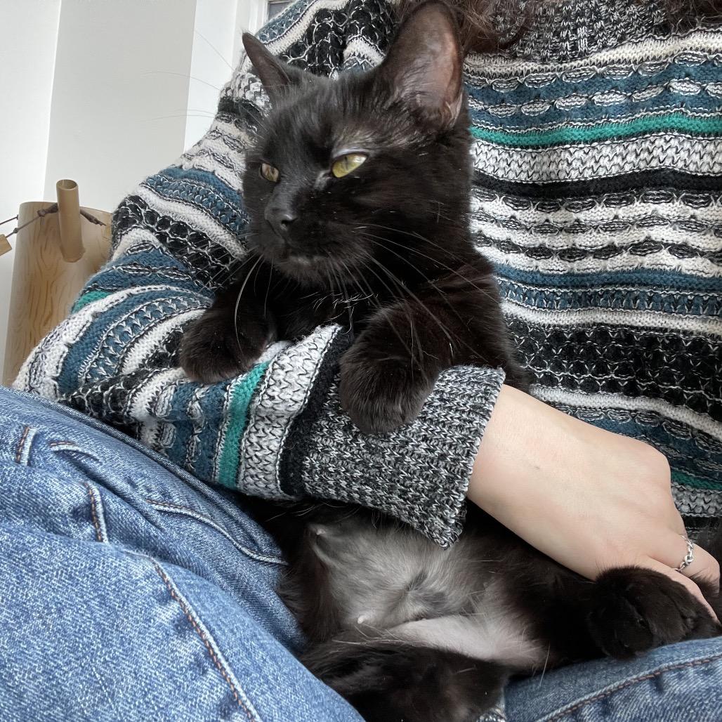 Enlarge Egret, a Adoptable Domestic Short Hair in Warwick, RI image 1/6