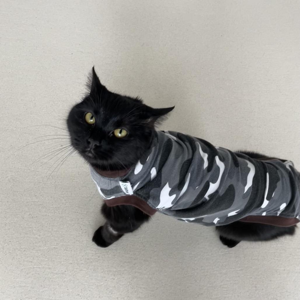 Enlarge Egret, a Adoptable Domestic Short Hair in Warwick, RI image 2/6