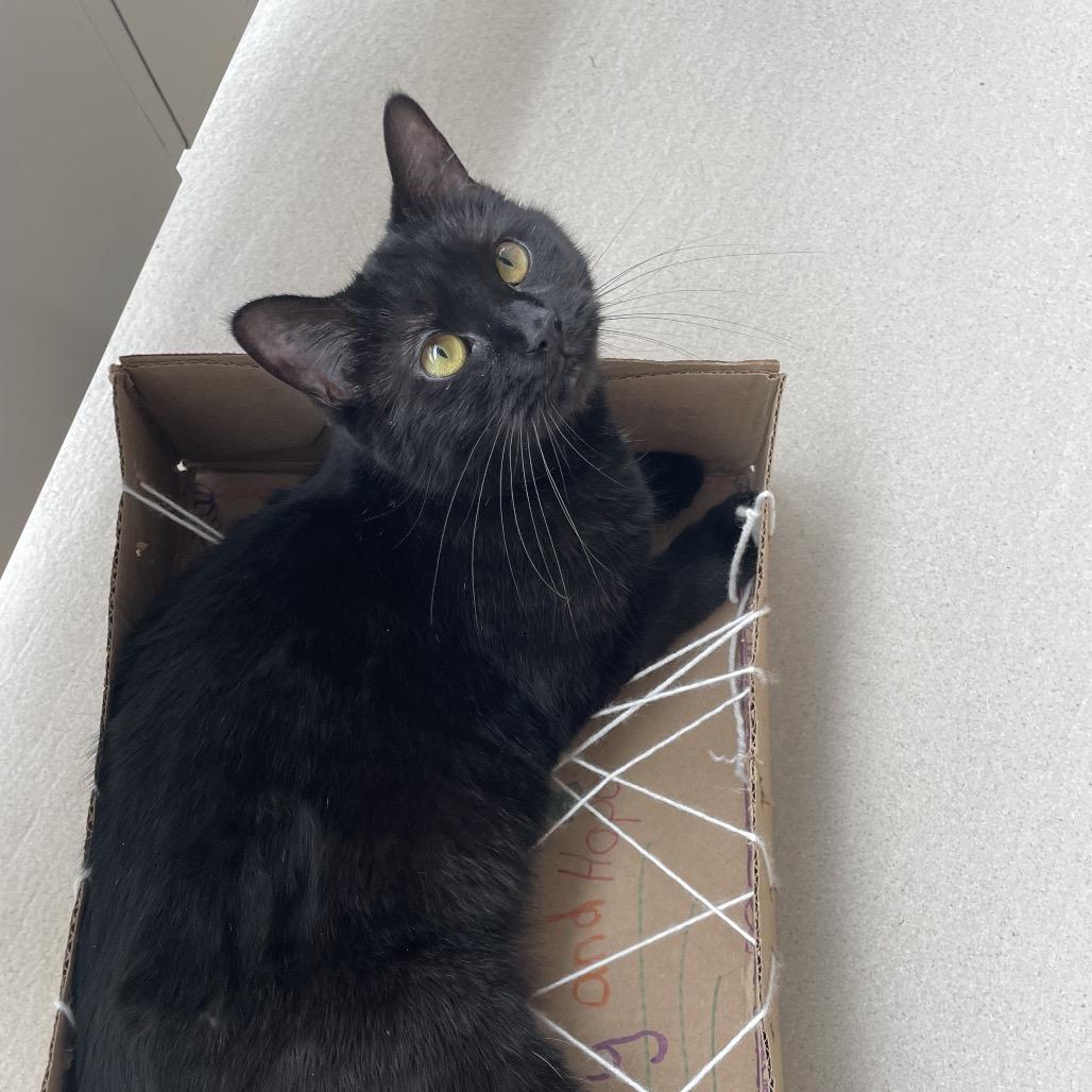 Enlarge Egret, a Adoptable Domestic Short Hair in Warwick, RI image 3/6