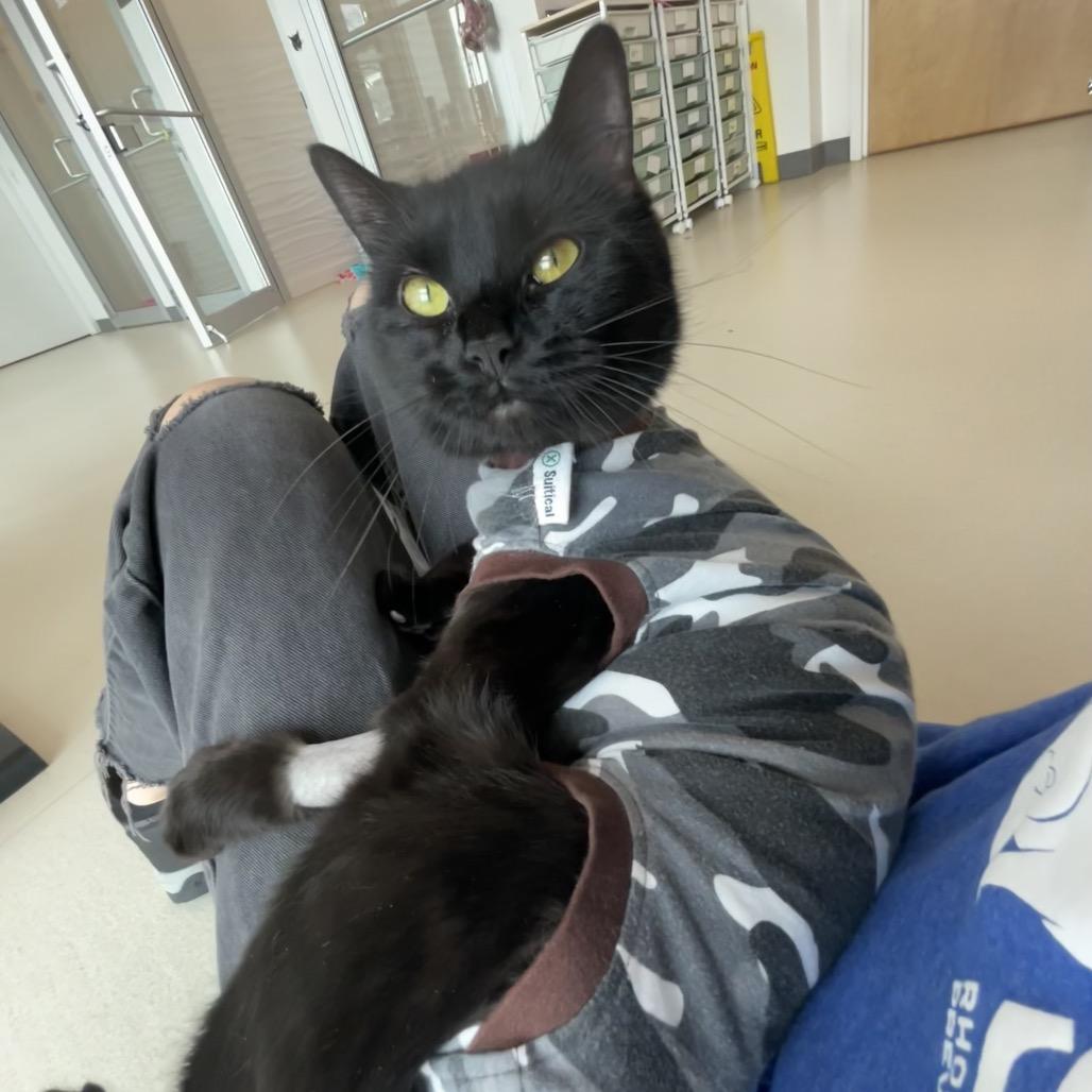 Enlarge Egret, a Adoptable Domestic Short Hair in Warwick, RI image 4/6